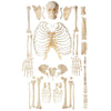 Artificial Bone Models