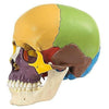 1. SOMSO Artificial Skull Models