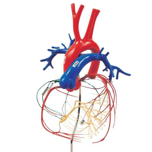 1. Vascular System Models