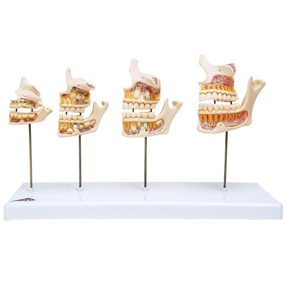 2. Dental Models