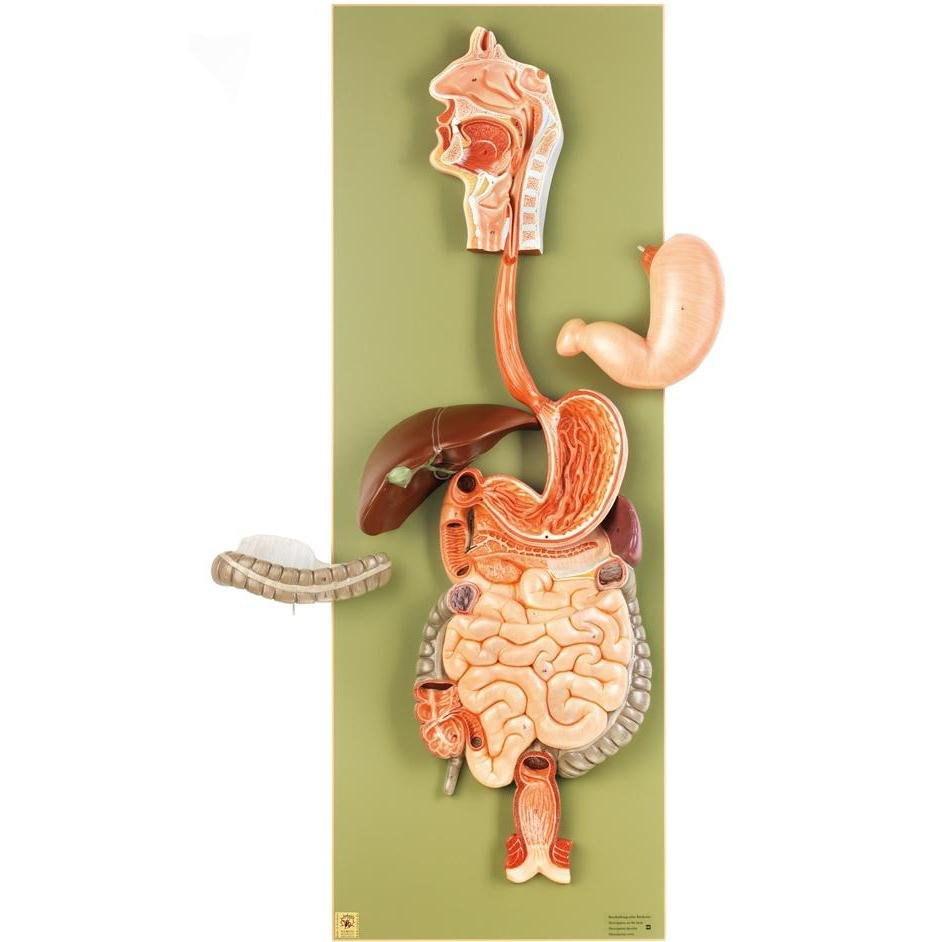 1. SOMSO Digestive Organs