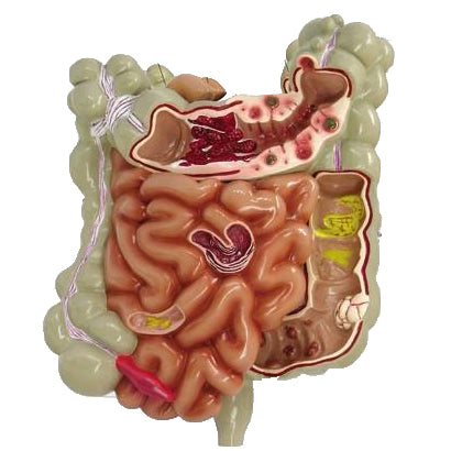 2. Digestive System