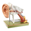 1. SOMSO Ear Models Anatomical Models