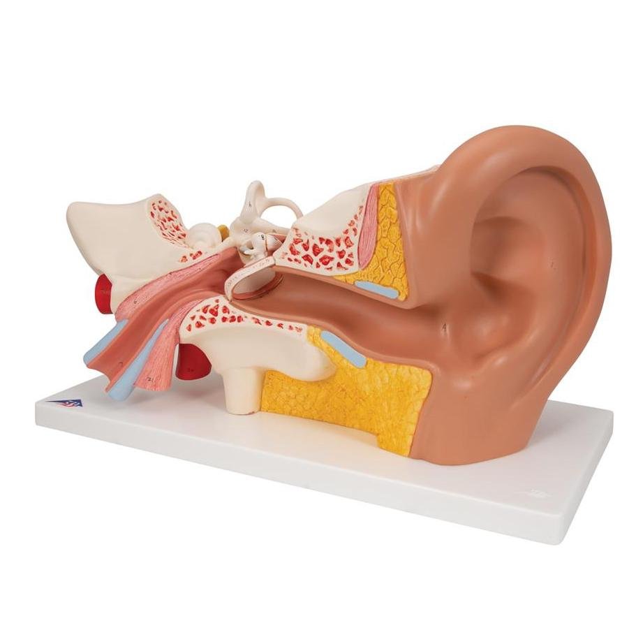 2. Ear, Nose and Throat Models