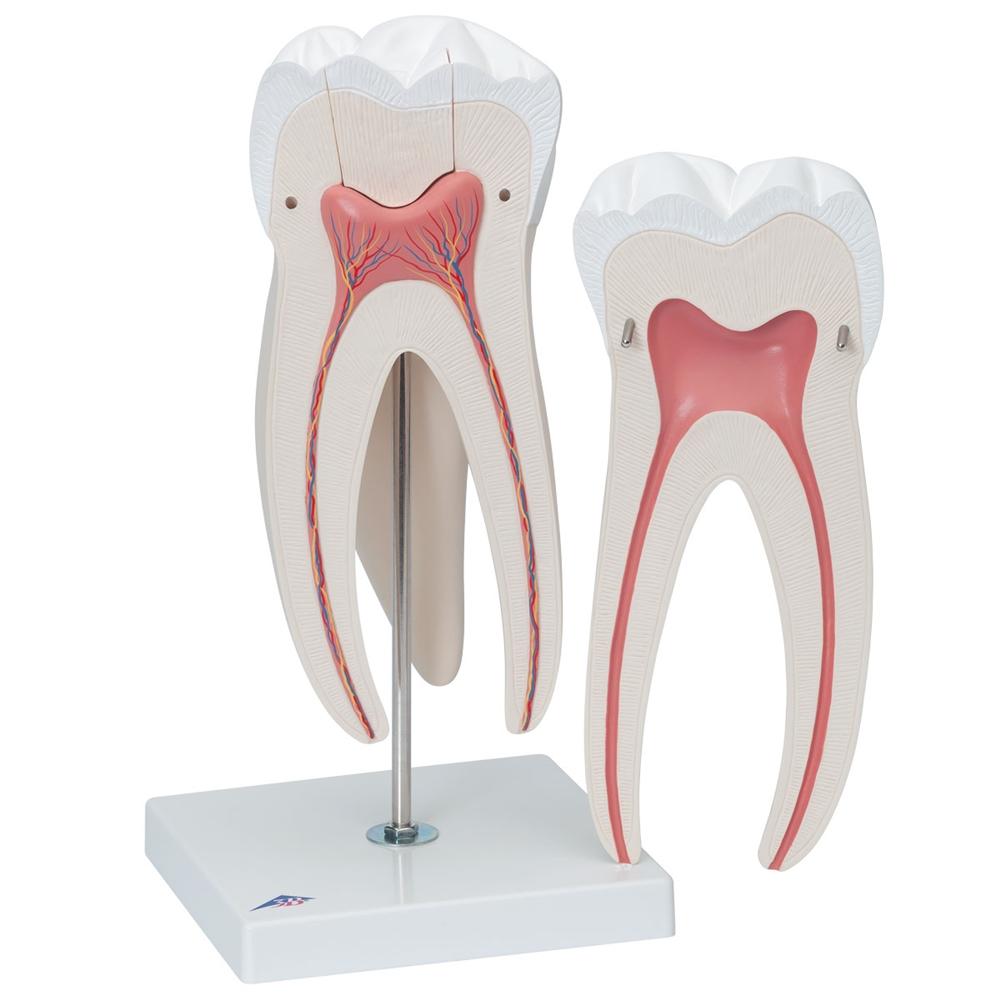 1. Teeth Models