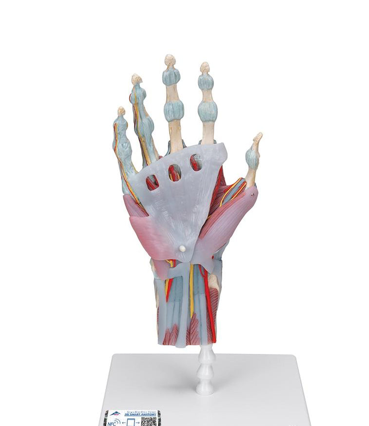 Hand Skeleton Models
