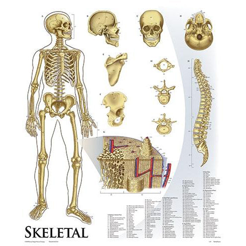 Skeletal Charts