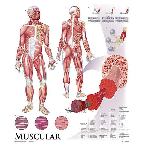 Muscular Charts