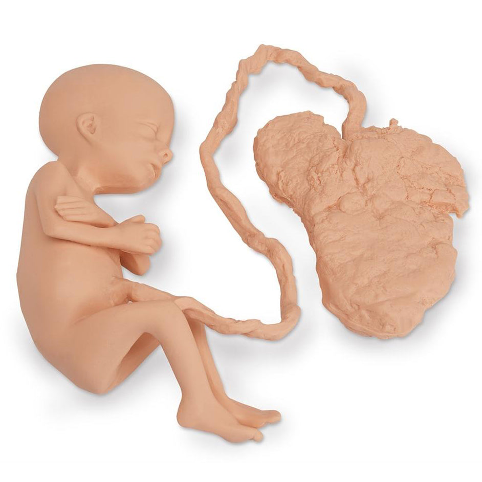 Human Fetus Replicas