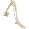 Leg and Foot Skeleton Models