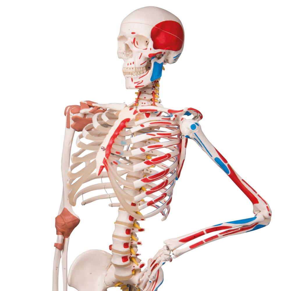 1. Skeleton Muscle Models