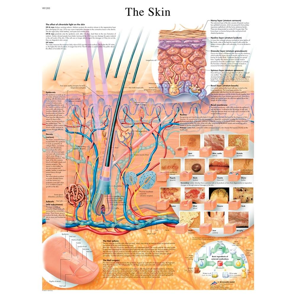 Skin Charts