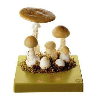 Life-Size Fungi Models