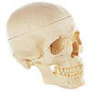 1. Somso Skull Models
