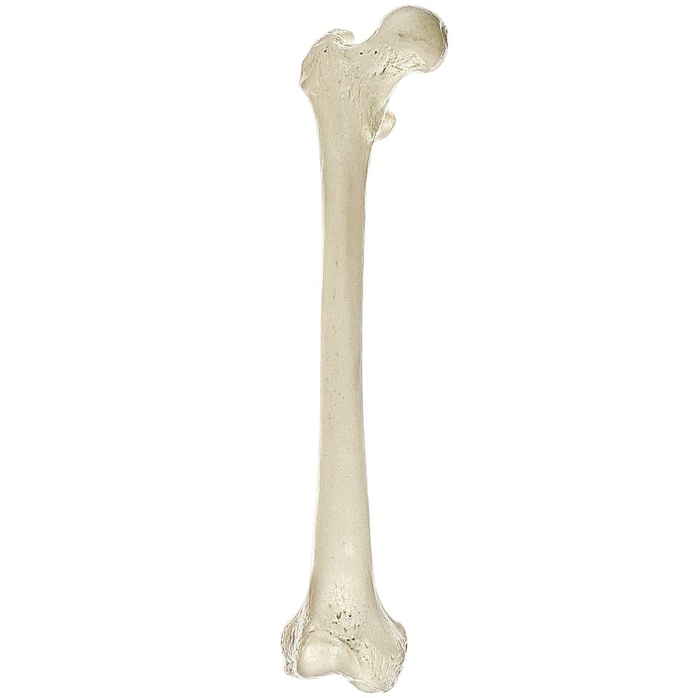 1. SOMSO Single Bones - Skeleton Parts