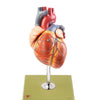 1. SOMSO Heart Models
