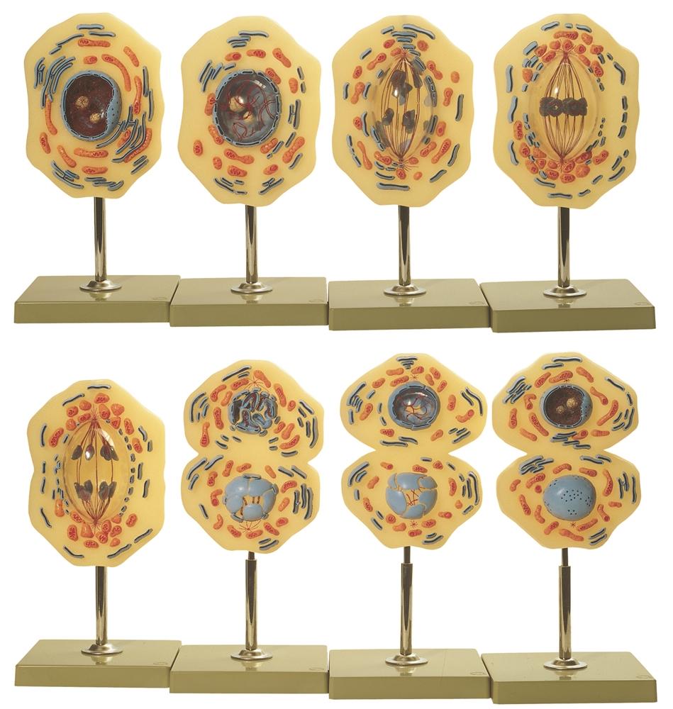 Meiosis and Mitosis Models