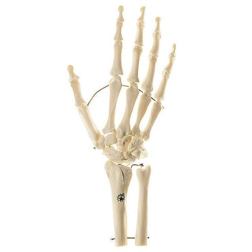 1. SOMSO Skeletons of the Hand