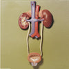 1. SOMSO Urinary Organs