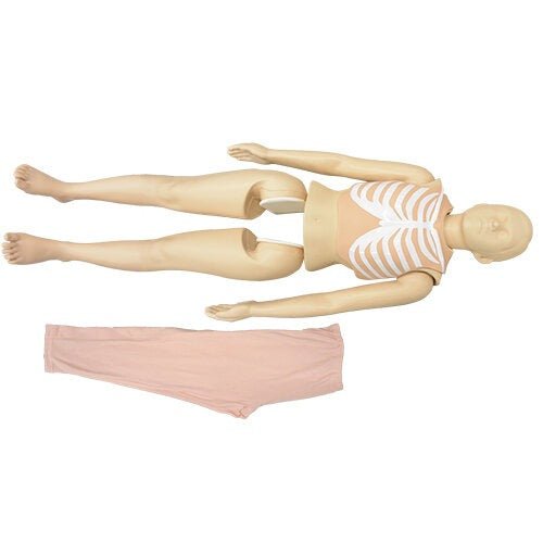 12-Lead ECG Electrode Placement Trainer