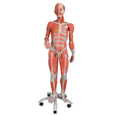 3/4 Life-Size Dual Gender Muscle Figure, 45-part