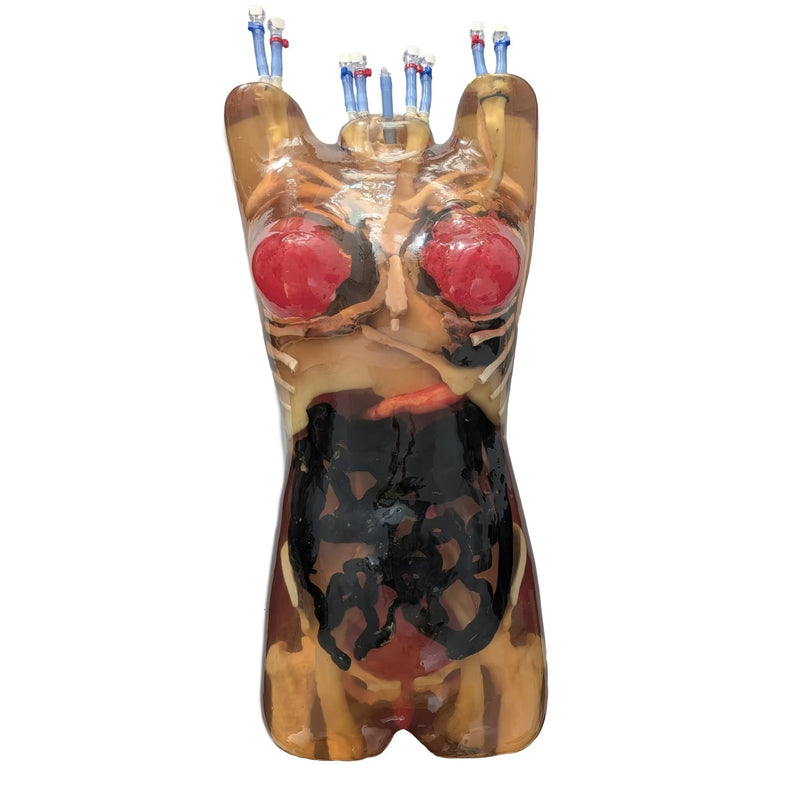 Adult Female Torso (Dynamic) for X-Ray CT, US