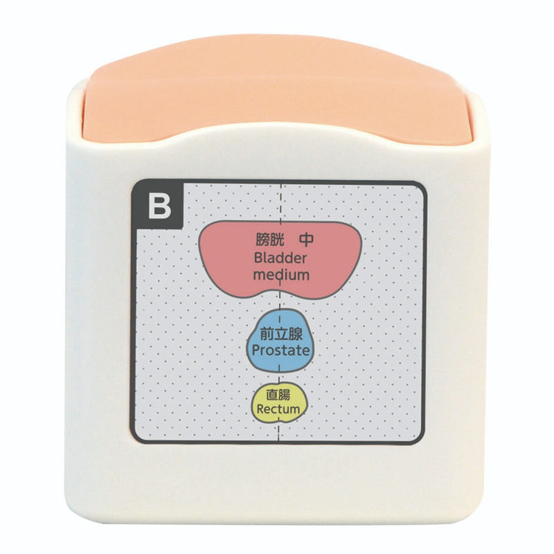 Rectal and Bladder Ultrasound Phantom