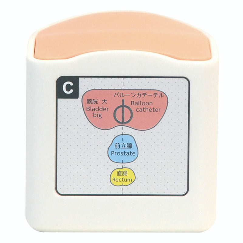Rectal and Bladder Ultrasound Phantom