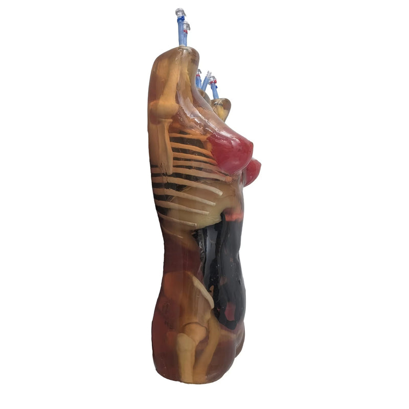Adult Female Torso (Dynamic) for X-Ray CT, US