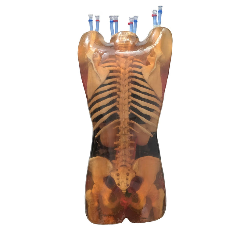 Adult Female Torso (Dynamic) for X-Ray CT, US