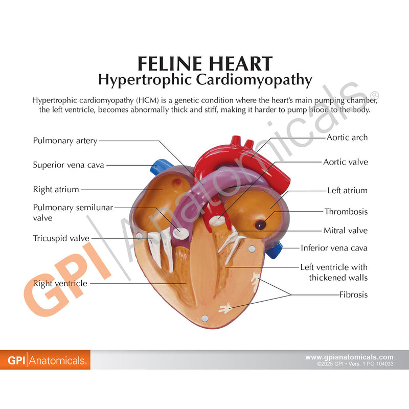 Feline Heart with Hypertrophic Cardiomyopathy Model