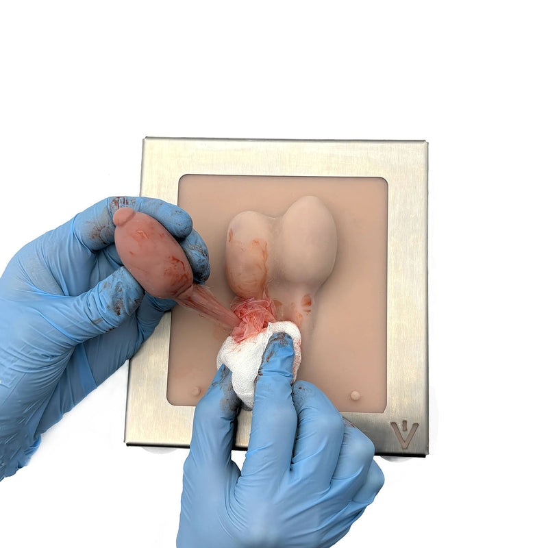 Dog Castration Model