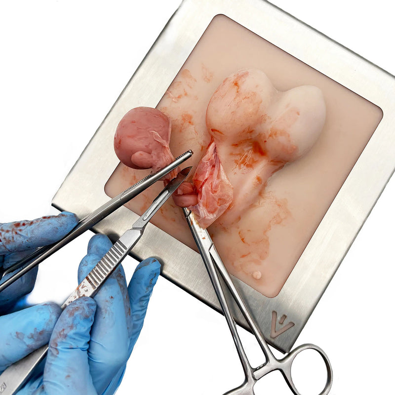 Dog Castration Model