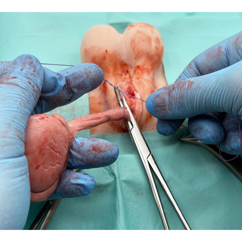 Dog Castration Model