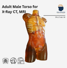 Adult Human Torso Phantom for X-Ray CT Imaging and MRI Training