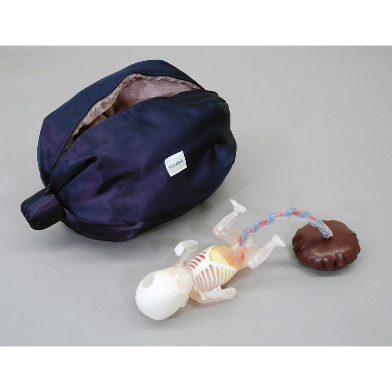 Fetus Ultrasound Examination Phantom SPACE FAN-ST HEART