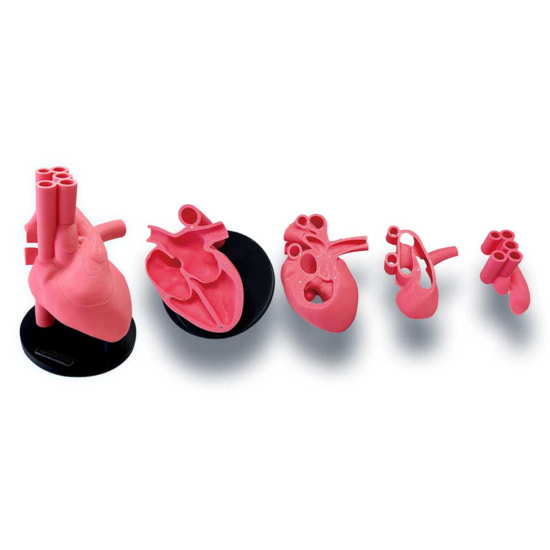 Fetus Ultrasound Examination Phantom SPACE FAN-ST HEART