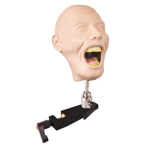 Adult X-Ray Dental Manikin