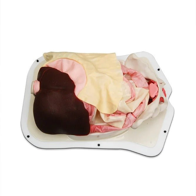Abdominal Surgery Trainer with Original Organs