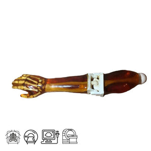 Adult Arm Phantom for X-Ray CT, US, MRI