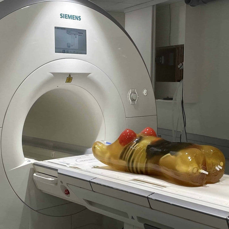 Adult Female Torso for X-Ray CT, MRI