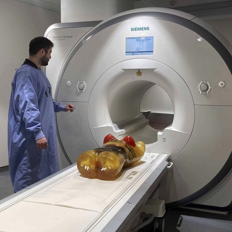 Adult Female Torso for X-Ray CT, MRI