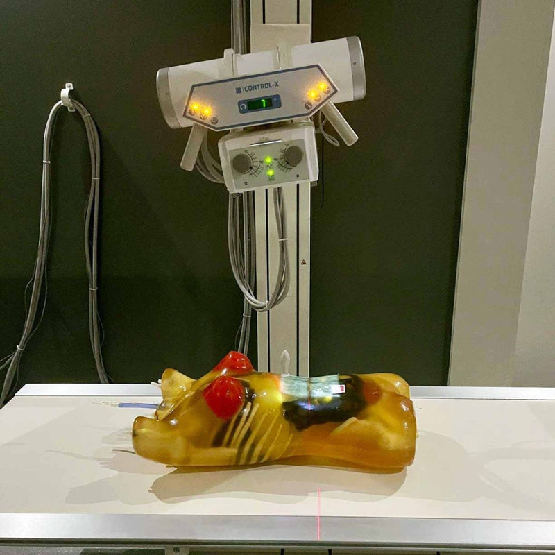 Adult Female Torso for X-Ray CT, MRI