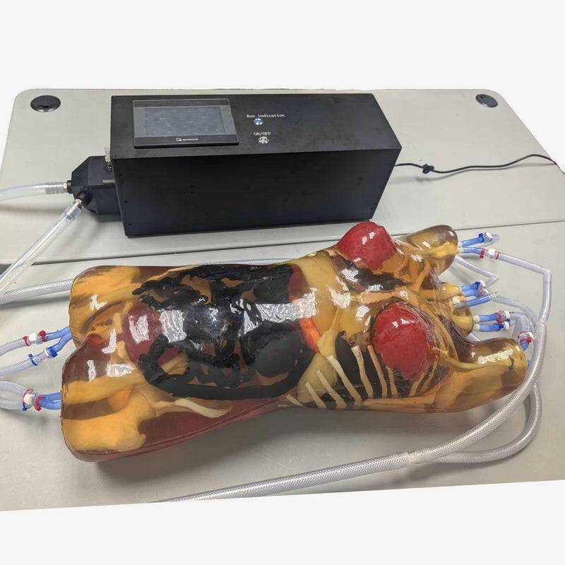 Adult Female Torso for X-Ray CT, MRI