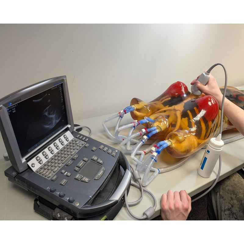 Adult Female Torso for X-Ray CT, US