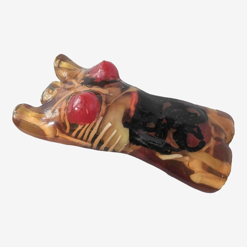 Adult Female Torso for X-Ray CT, US