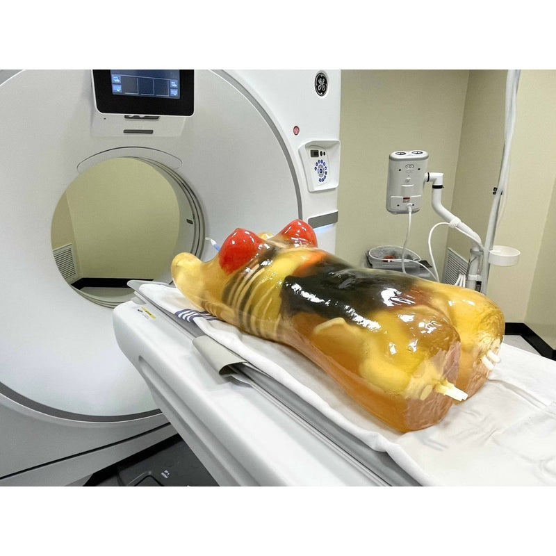 Adult Female Torso for X-Ray CT, MRI