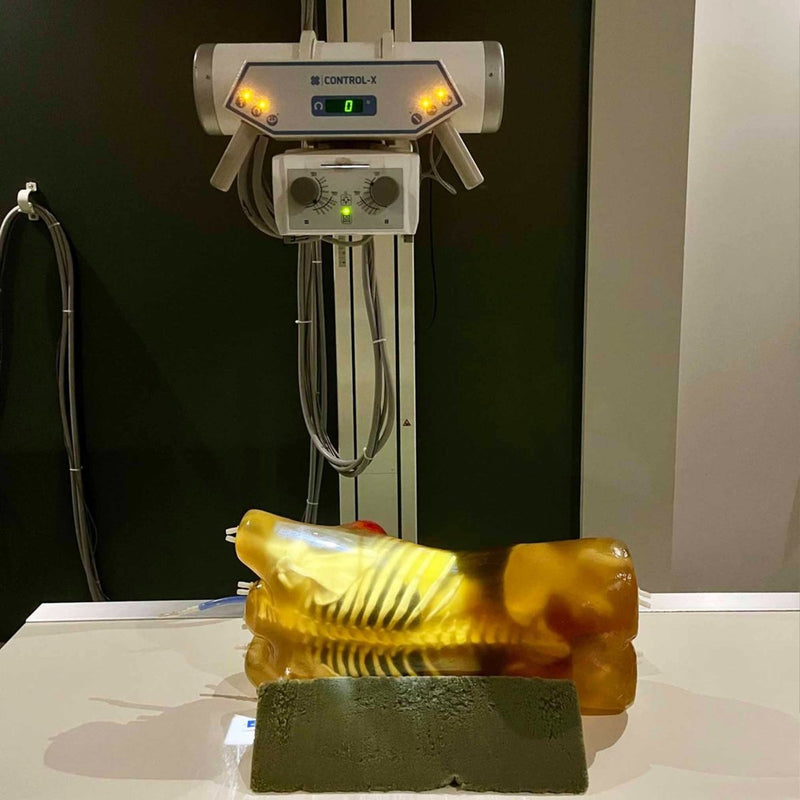 Adult Female Torso for X-Ray CT, MRI