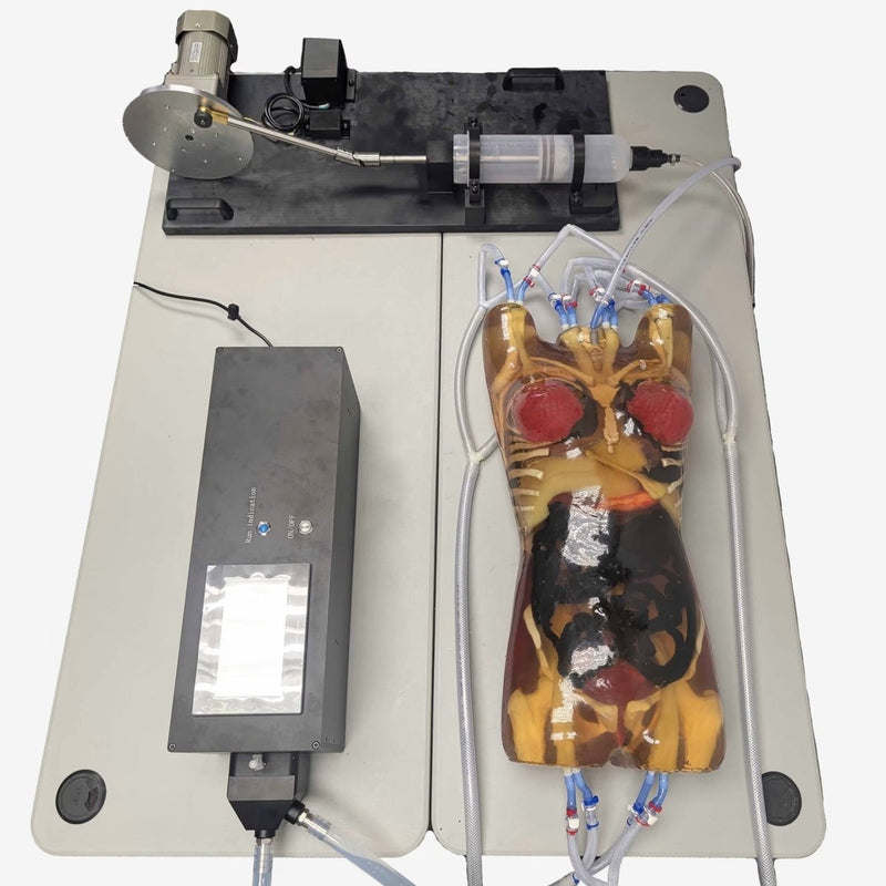 Adult Female Torso for X-Ray CT, MRI