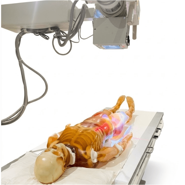 Adult Full Human Body Phantom (With Muscles) for X-Ray CT & MRI Training
